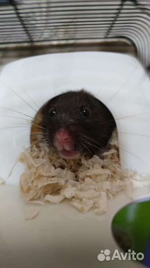 Сирийский хомячок