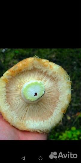 Грибы солёные, маринованные и свежии