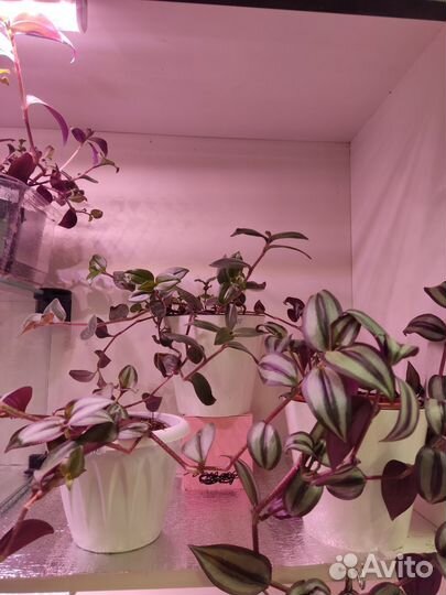 Традесканция зебрина