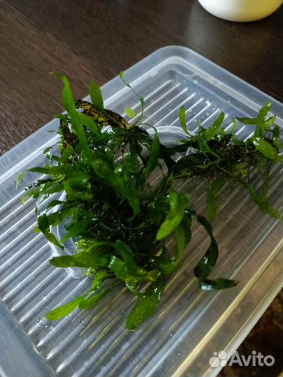 Аквариумное растение