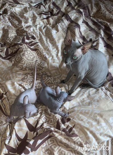 Донской сфинкс котята