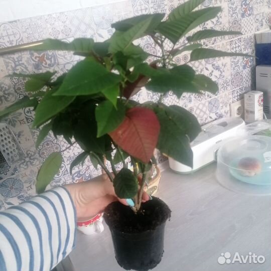 Пуансеттия