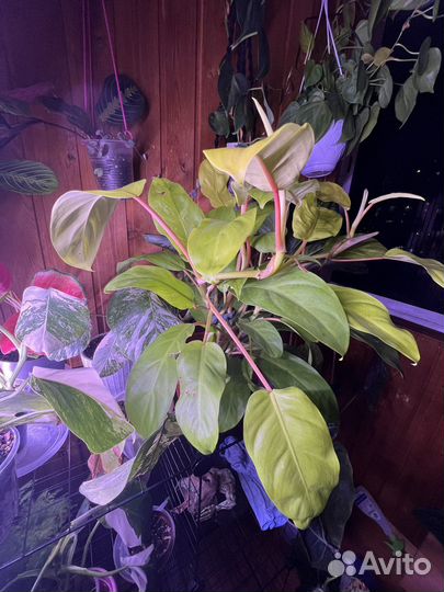 Филодендрон малай голд