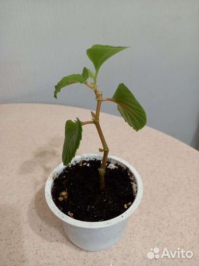 Бегония вечноцветущая махровая