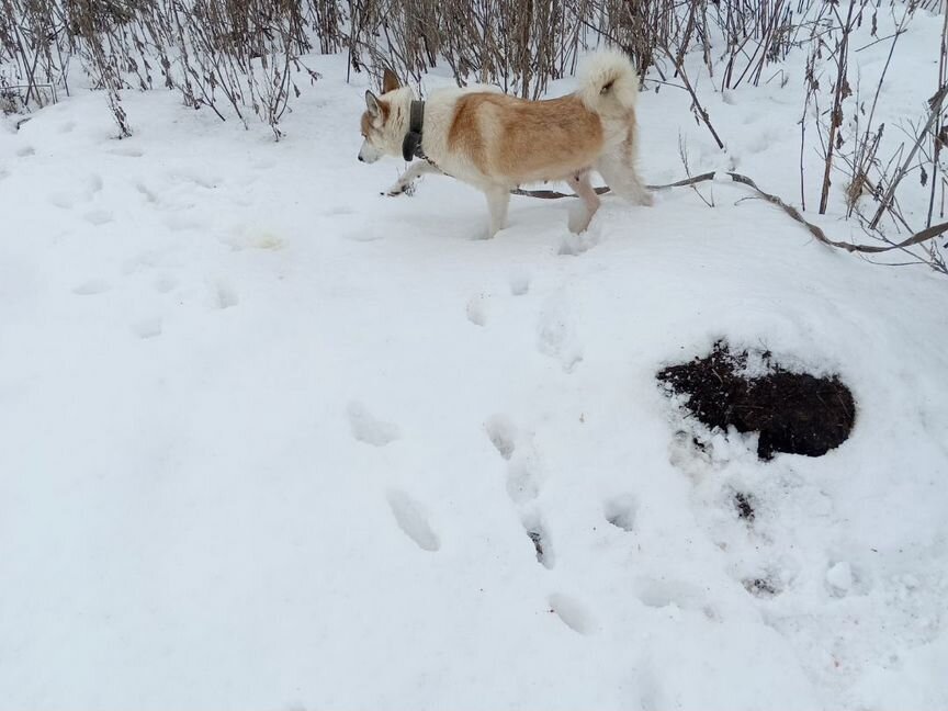 Щенки лайки зсл