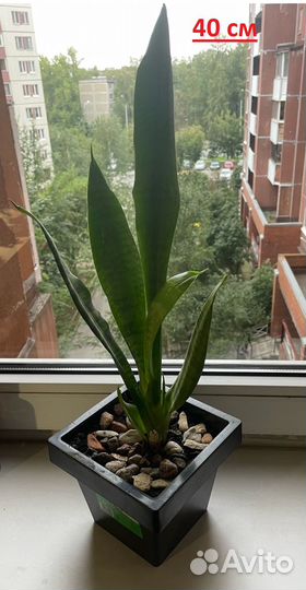 Сансевиерии Зейланика и Хайни, 