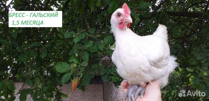 Цыплята петушки петухи породистые и курочки