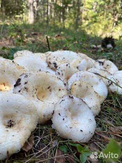 Грибы белый груздь и т.д