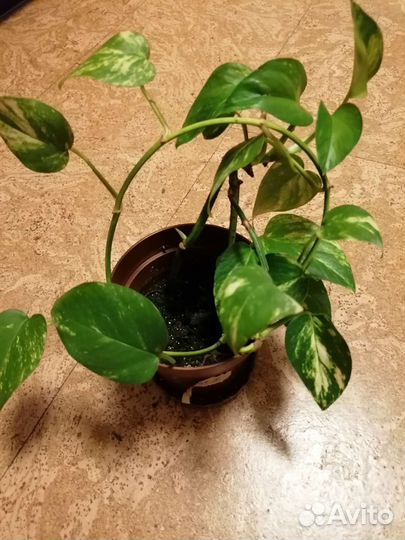 Комнатные цветы набор из 10 цветов