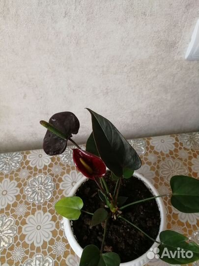 Антуриум чёрный