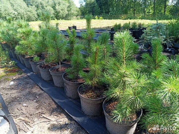 Сосна Кедровая