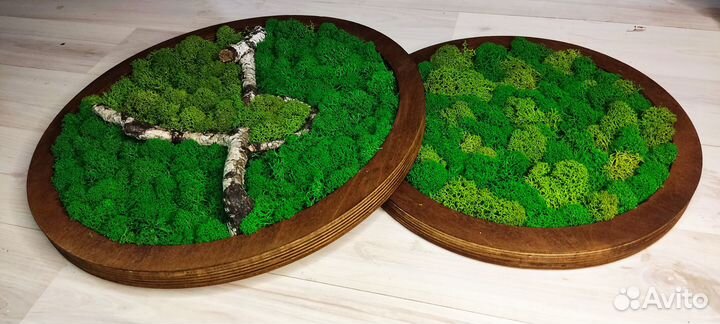 Фито картина мох