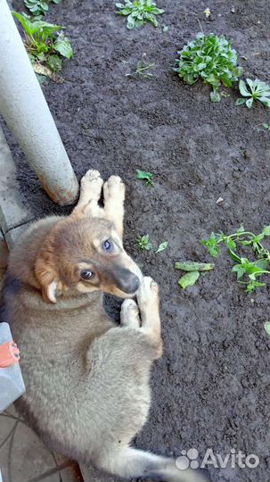 Щенки в добрые руки