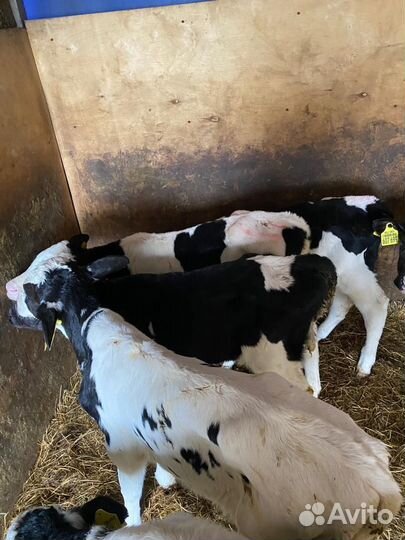 Бычки и телята