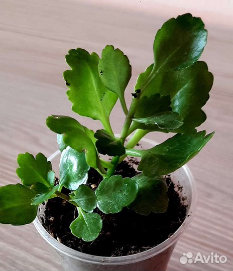 Комнатные цветы