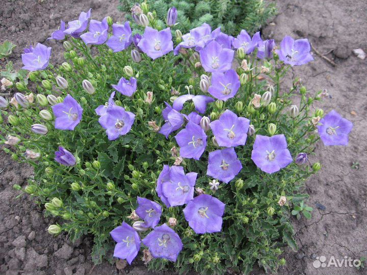 Колокольчик карпатский