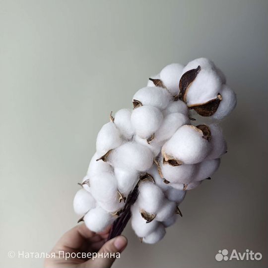 Хлопок сухоцвет