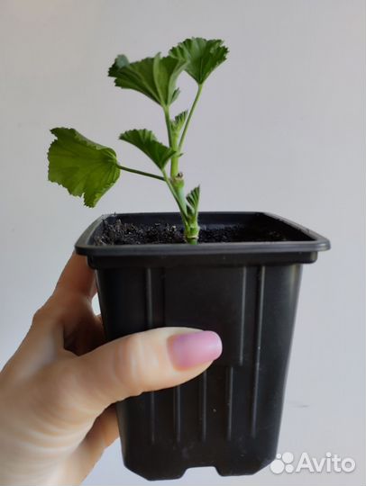 Пеларгония королевская 