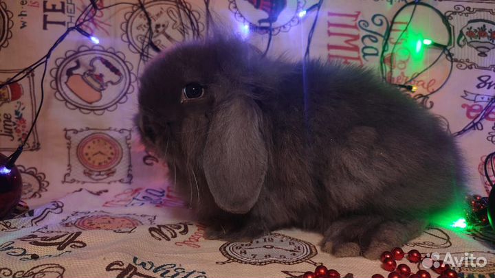 Декоративный кролик