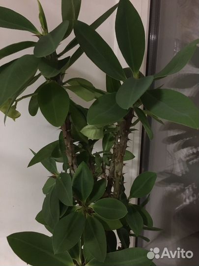 Молочай миля крупноцветковый