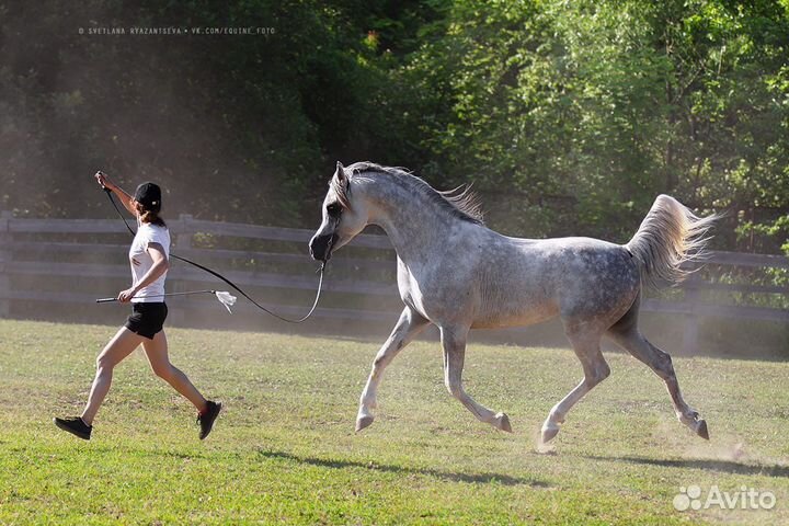 Жеребец на случку