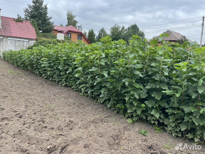 Черная смородина окс