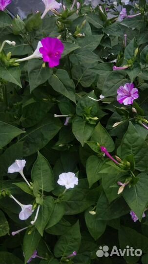 Цветы, семена мирабилис или ночная красавица