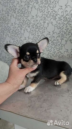 Яркий мальчик Милан