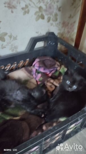 Отдадим в добрые руки 2х замечательных котят