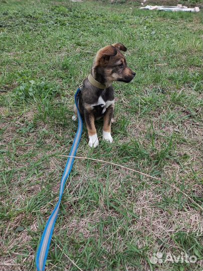 Собаки бесплатно