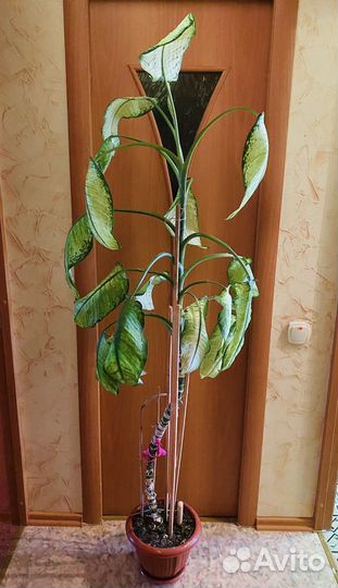 Комнатные цветы Диффенбахия