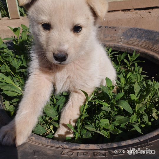 Щенки помесь лайка с самоедом