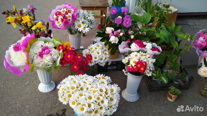 Продам белые садовые и полевые ромашки