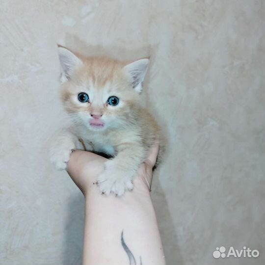 Котята в добрые руки бесплатно