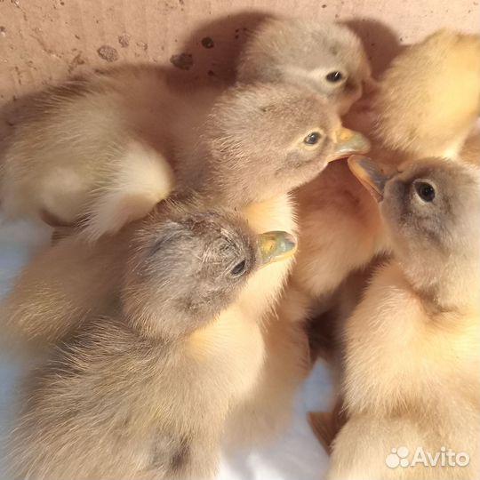 Утята Фаворит