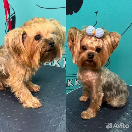 Стрижка, вычес, и мытье собак и кошек