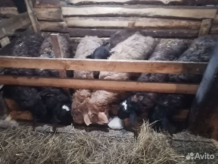 Баран продам курдючный