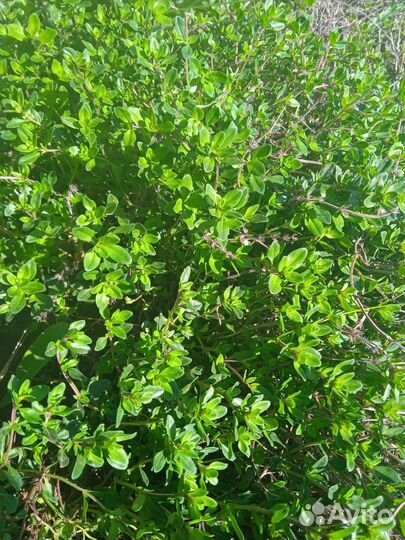 Саженцы растений из своего сада