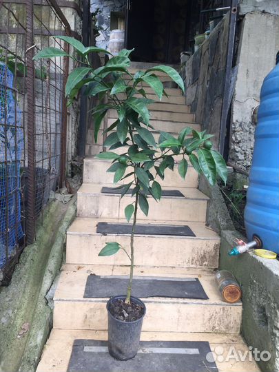 Апельсин дерево Вашингтон тонкокорый сладкий