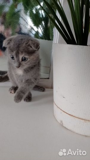 Котята вислоухой британки