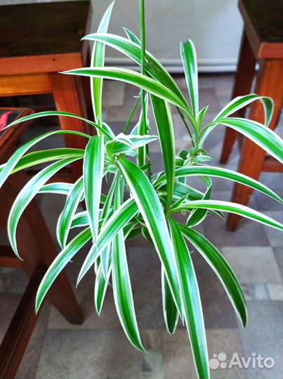 Комнатные растения