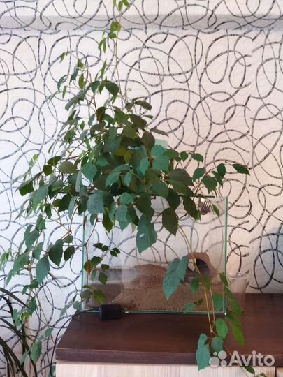 Продам цветы комнатные