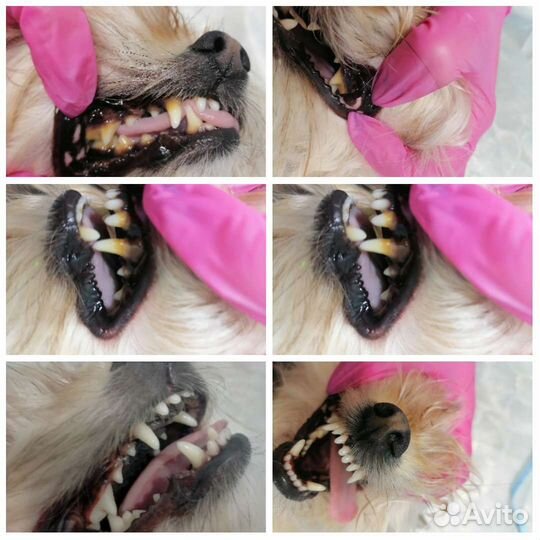 Стоматология для животных