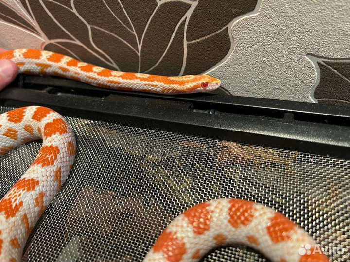 Змея Маисовый полоз с террариумом