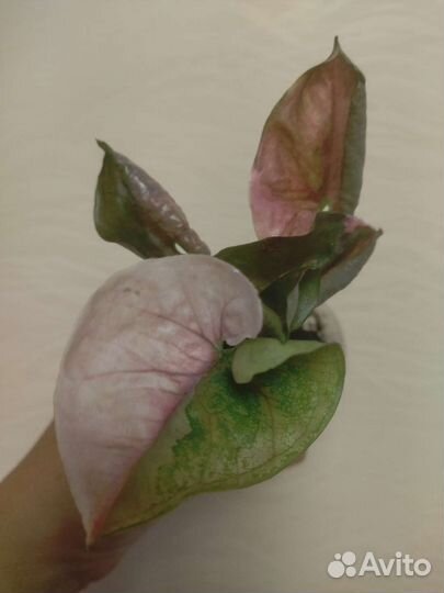 Сингониумы сортовые