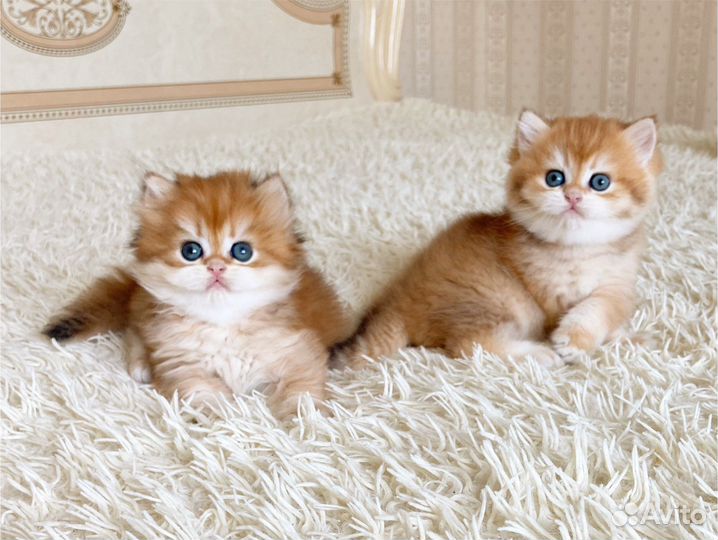 Британская золотая шиншилла