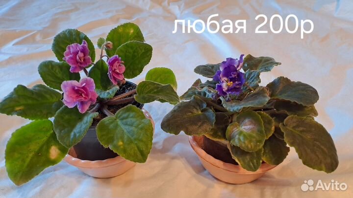 Фиалка