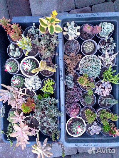 Суккуленты домашние