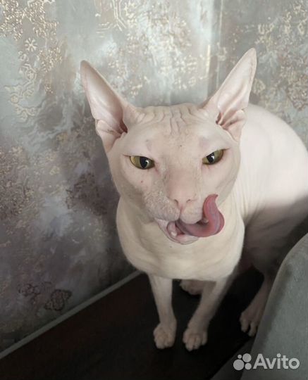 Донской сфинкс котята
