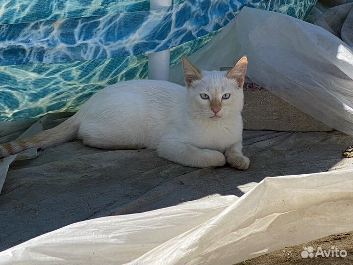 Котята 3 месяца